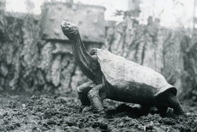 Male Abingdon or Pinta Island Giant Tortoise at London Zoo by Frederick William Bond